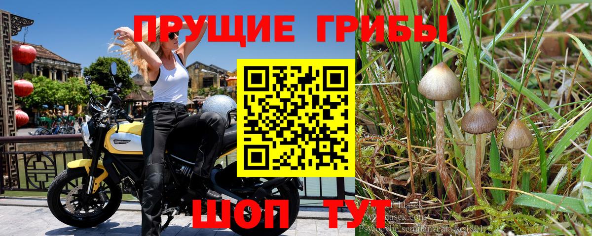 Дальнереченск  Галлюциногенные грибы мицелий  Галлюциногенные грибы прущие грибы  Вход с VPN 